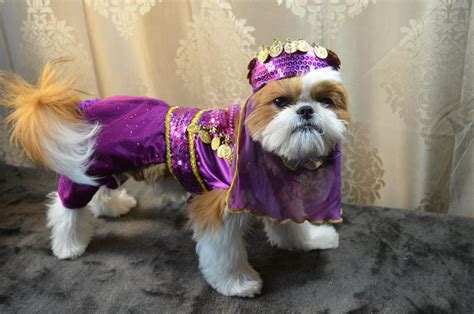 All ready for Halloween! | Maltese Dogs Forum : Spoiled Maltese Forums