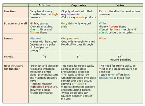 # 72 Arteries, veins and capillaries - structure and functions ...