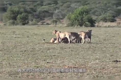 狗狗坐在门前发呆，当它转头发现狮子在身后时，接下来请憋住笑狮子身后狗狗