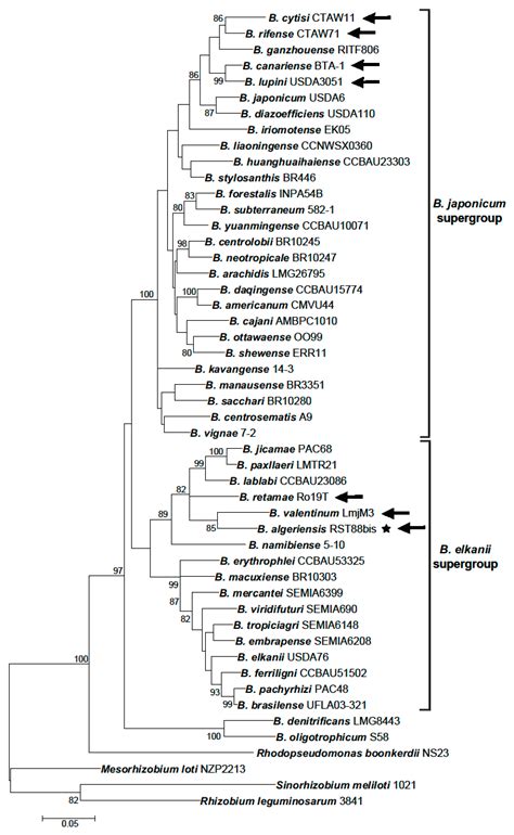 Genes Free Full Text Phylogeny And Phylogeography Of Rhizobial