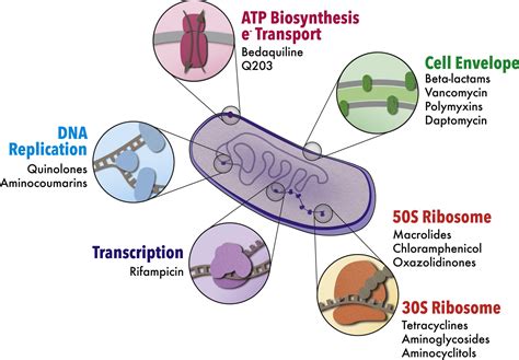 Bacterial Metabolism And Antibiotic Efficacy Cell Metabolism