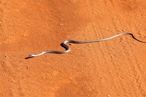 9 Fakta Ular Black Mamba Hewan Mitos Yang Mengerikan Dari Afrika