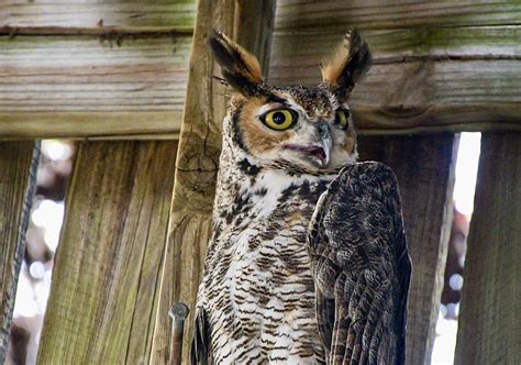 Great Horned Owl Hunting