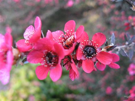 "Manuka Flower" by niggle | Redbubble