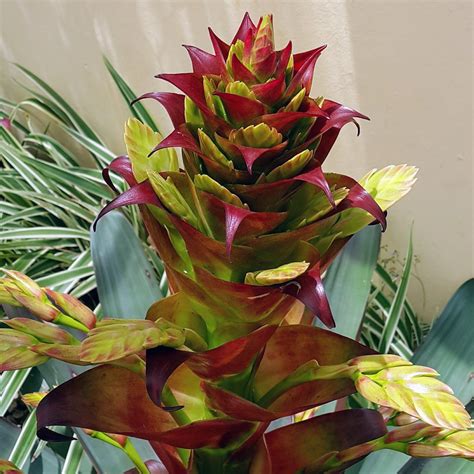 Verdadeaspas 👪 Bromeliaceae Alcantarea Imperialis Rubra