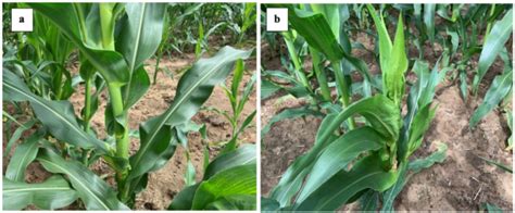 Herbicide Interactions With Insecticides Land Grant Press