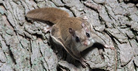 Are Flying Squirrels Nocturnal Or Diurnal? Their Sleep Behavior Explained - A-Z Animals