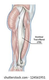 Iliotibial Tract Didactic Board Anatomy Leg Stock Vector (Royalty Free) 124561951