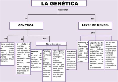 Mapas Conceptuales De La Gen Tica Descargar