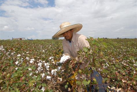 El algodón pima piurano uno de los productos más olvidados de la región