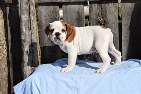 ACA Registered English Bulldog Puppy For Sale Male Max Millersburg, Oh – AC Puppies LLC