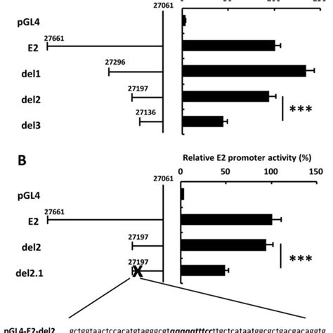 Reduction in the E2 promoter activity by deletion of an NF κB binding