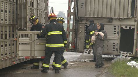 Un Camion Transportant Des Porcelets Se Renverse TVA CIMT CHAU