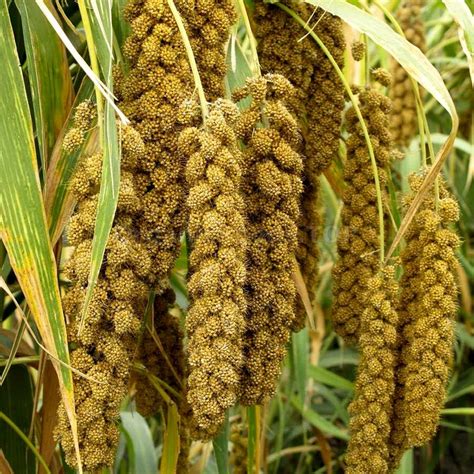 Foxtail Millet Plant