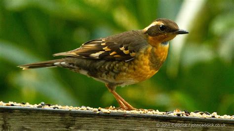 Varied Thrush adult female - John Caddick | John Caddick