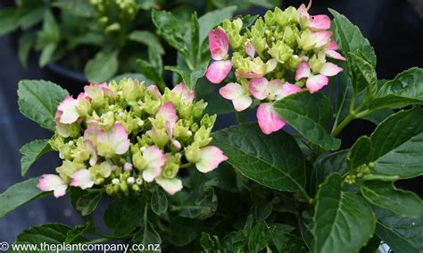 Hydrangea Piamina Free Freight Option