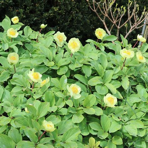 Buy Caucasian Peony Or Molly The Witch Paeonia Daurica Subsp