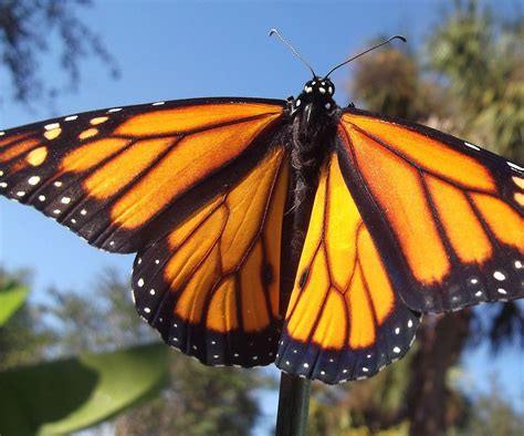 Monarch Butterfly Habitat Kit | Monarch butterfly habitat, Butterfly ...