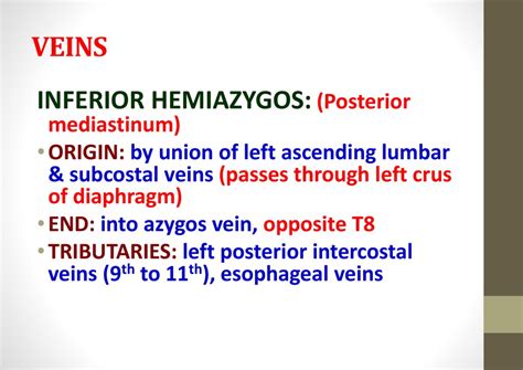 Anatomy Of Mediastinum Ppt Download