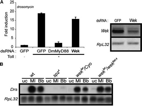 Wek Is Not Essential For The Induction Of Drosomycin Expression