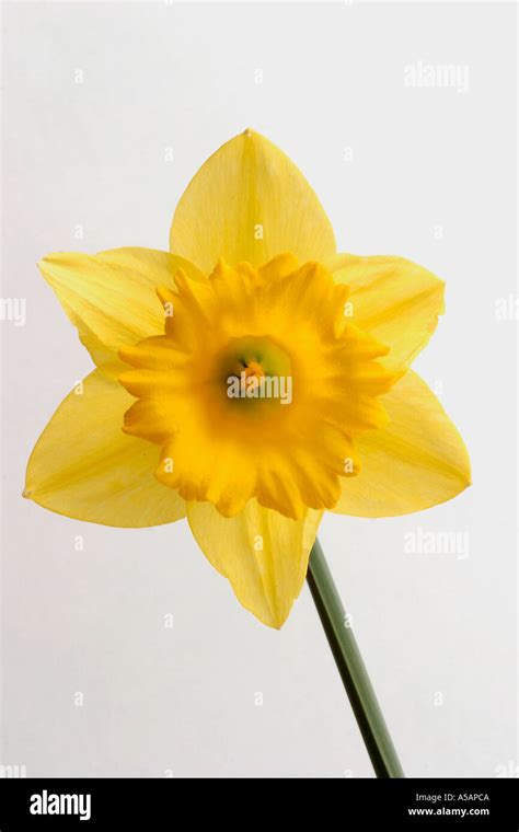 Daffodil national flower of wales symbol icon iconic symbolic Stock ...