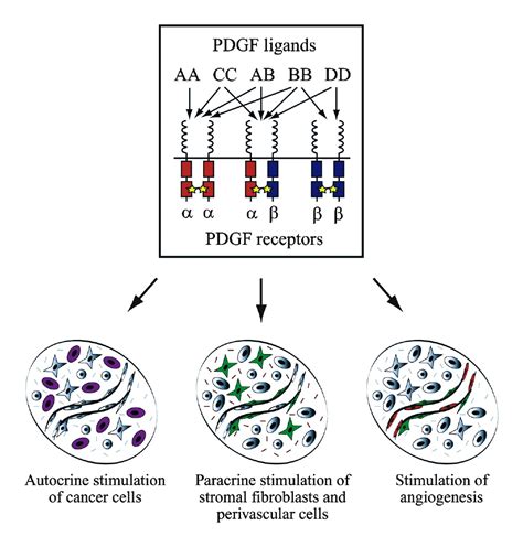 Pdgf Receptors As Cancer Drug Targets Cancer Cell