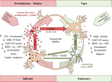 Adolescent Alcohol Exposure Persistently Impacts Adult Neurobiology And