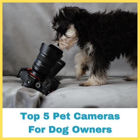 Top 5 Pet Cameras For Dog Owners