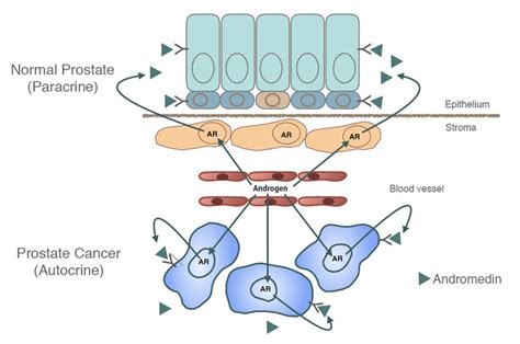 Androgen Receptor Signaling In Normal And Malignant Prostate Cells In