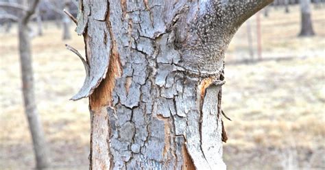 Northern Pecans: Pecan bark peeling?