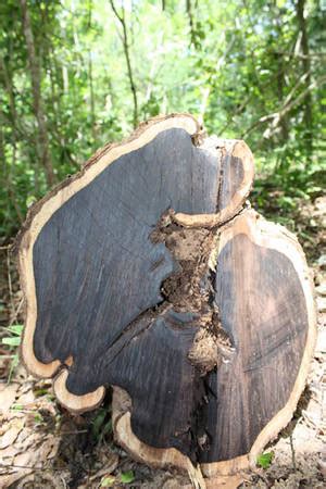 Dalbergia melanoxylon - African ebony, mpingo, african blackwood ...