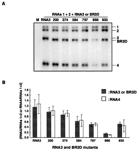 Northern Blot Analysis Of Total Rna Extracted From Barley Protoplasts