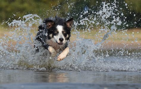 Giornata Mondiale Del Cane Festeggiamo L Amico A Quattro Zampe