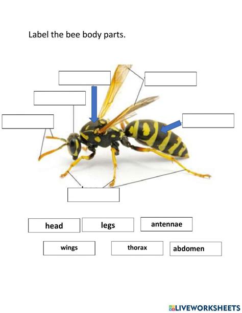 Insect Worksheet - Worksheets Library