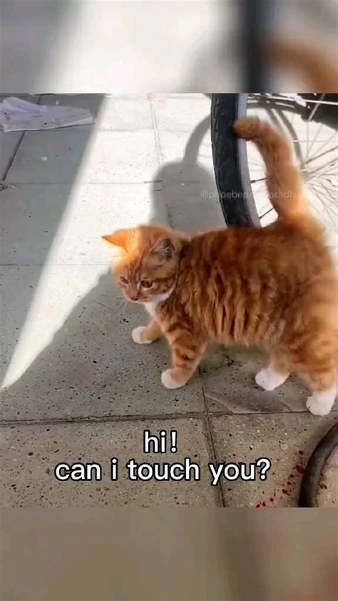 Lovely Kitten😍😘 Cat Memes Funny Cats Funny Cute Cats