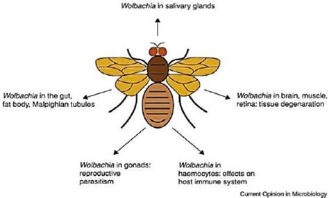 1 Wolbachia Distribution In Insect Tissues And Effects On Host Biology