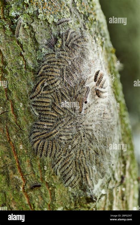 Oak Processionary Thaumetopoea Processionea Caterpillars Of The Oak