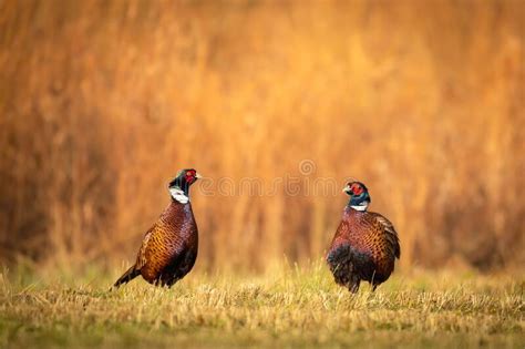 Common Pheasant Phasianus Colchius Ring Necked Pheasant In Natural