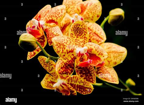 Red and yellow orchid flower on black background Stock Photo - Alamy