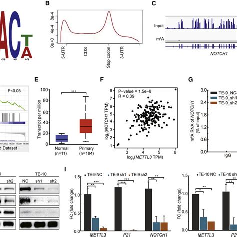 Mettl Mediated M A Modification Regulates The Notch Signaling