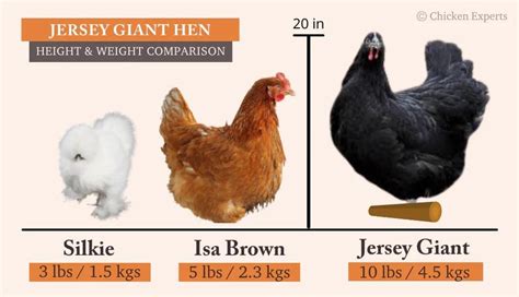 The Jersey Giant Guide Largest Chicken Breed Roobeez