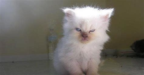 White Noise Unimpressed Kitten Is Not Impressed