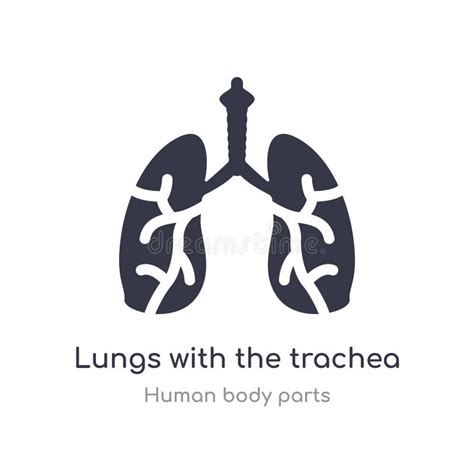 Outline Lungs With The Trachea Vector Icon Isolated Black Simple Line