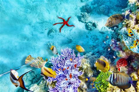 Mondo Subacqueo Con I Coralli Ed Il Pesce Tropicale Fotografia Stock