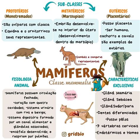Definição De Animais - MAMÍFEROS | Imagens de animais mamíferos, Baleia mamifero, Mapa mental ...