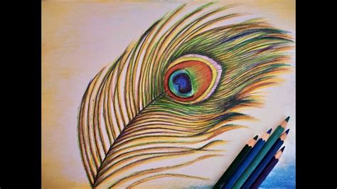 How To Draw Peacock Feather Colour Pencil Work Easy Way YouTube