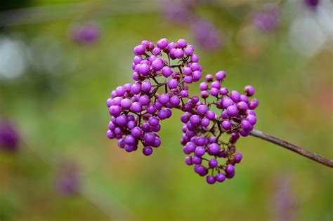 purple berries florida edible  jose boyd blog