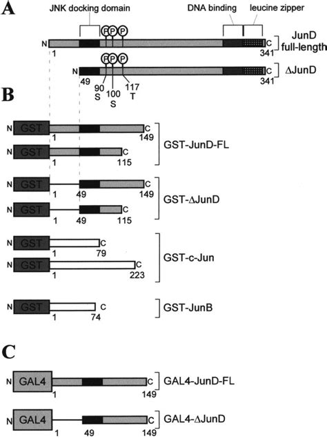 Structural Organization Of Jund And Jun Fusion Proteins A Two