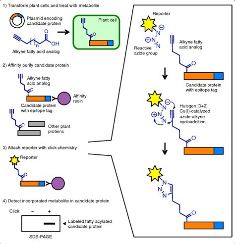 Detecting N-myristoylation and S-acylation of host and pathogen proteins in plants using click ...