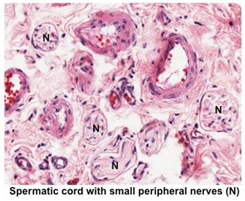 Human Structure Virtual Microscopy In Microscopy Nerve Fiber